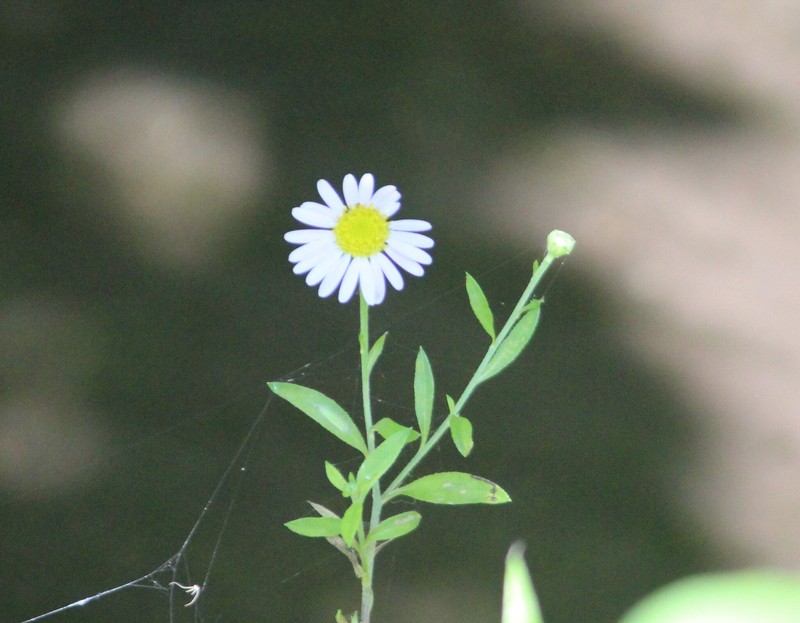 Aster yomena var. dentata photo 2