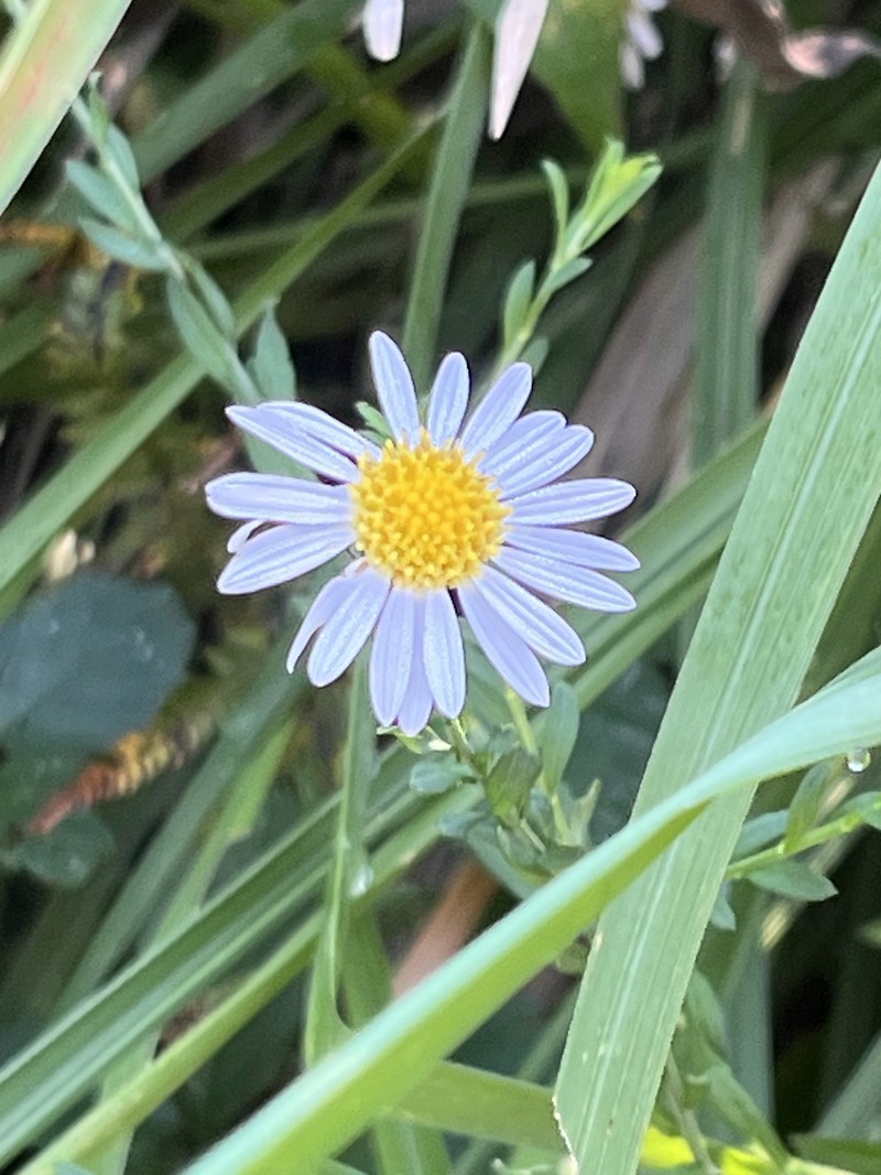 Aster yomena var. dentata photo 3