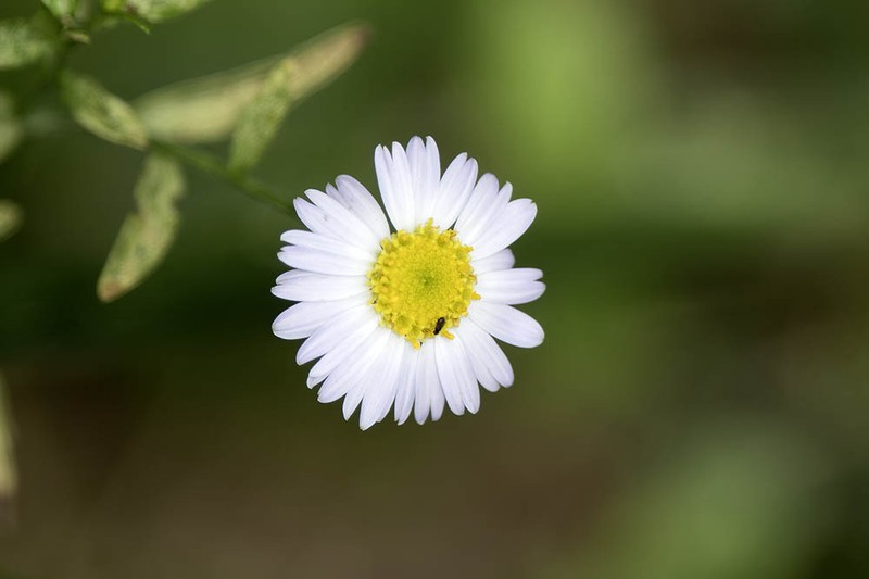 Aster yomena var. dentata photo 4