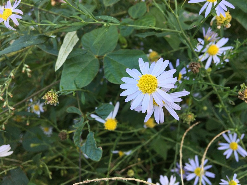 Aster yomena var. dentata photo 5