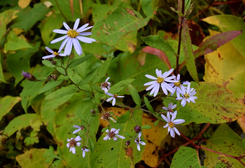 Aster yomena var. dentata