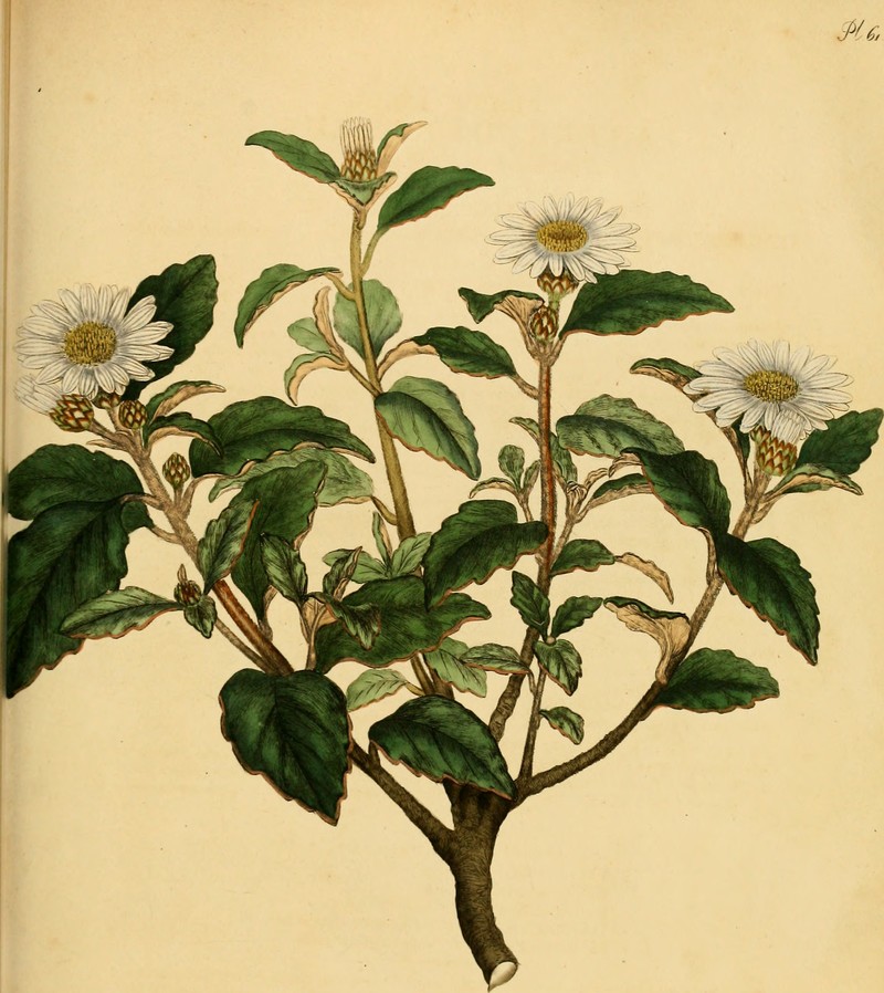 Aster yomena var. dentata photo 6