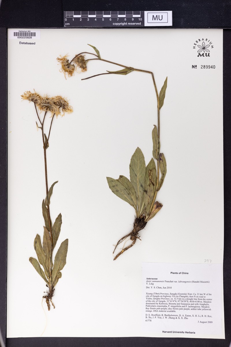 Aster yunnanensis