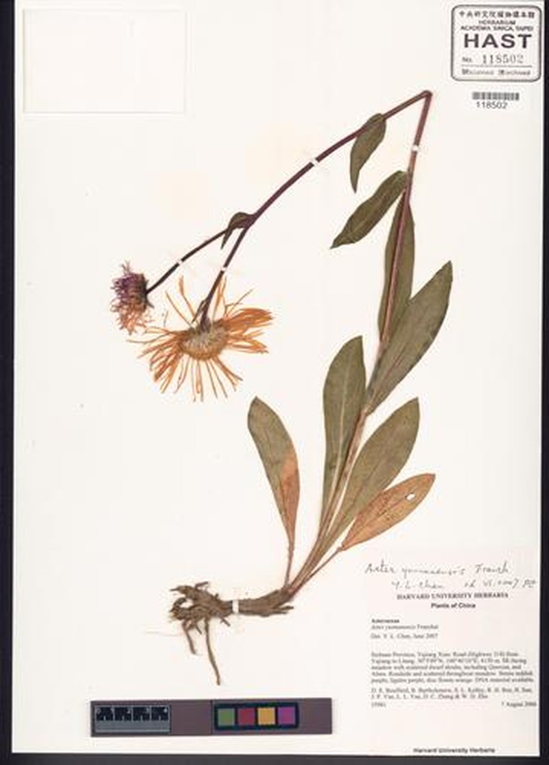 Aster yunnanensis photo 2