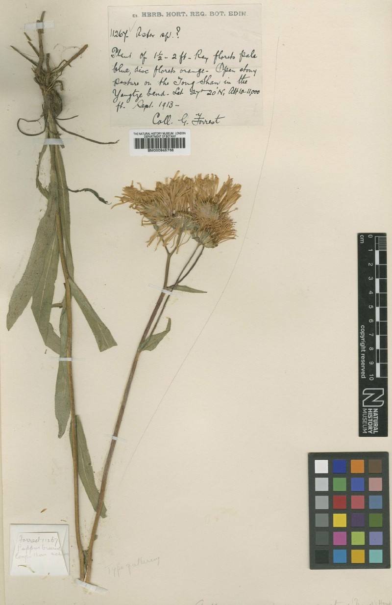 Aster yunnanensis var. angustior