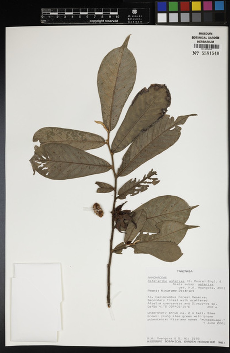 Asteranthe asterias subsp. asterias