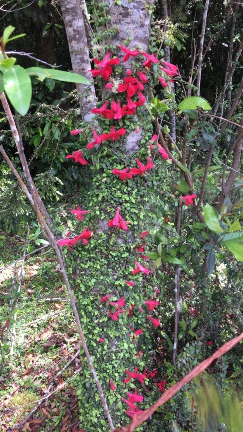 Asteranthera ovata