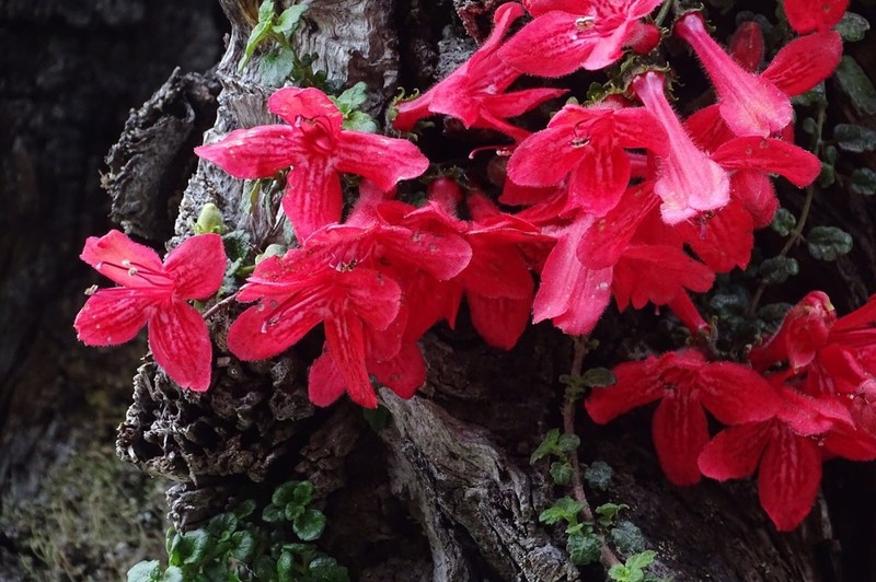 Asteranthera ovata photo 3