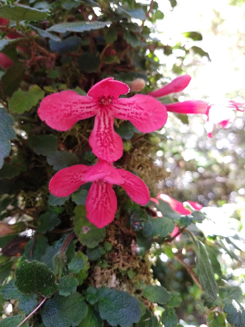 Asteranthera ovata photo 4