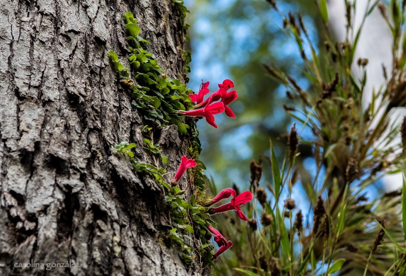 Asteranthera ovata photo 5