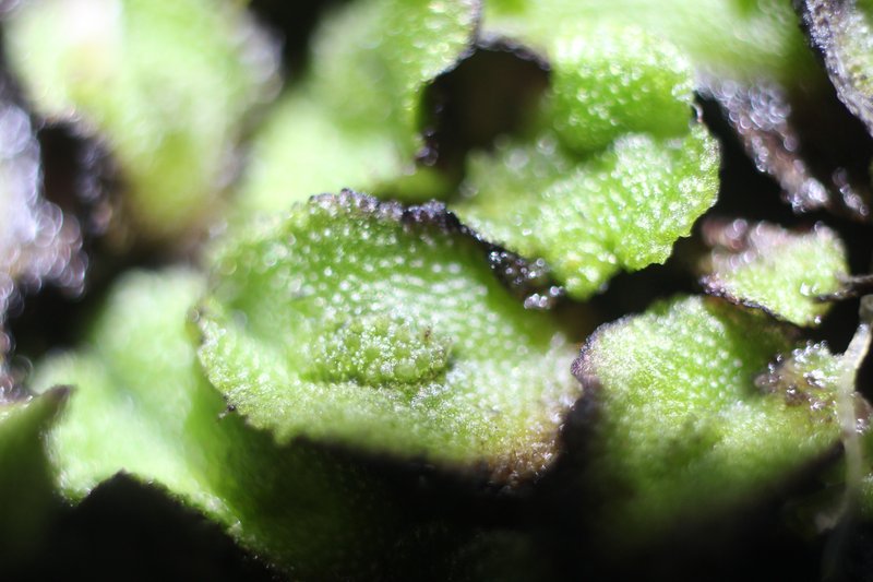 Asterella californica photo 2