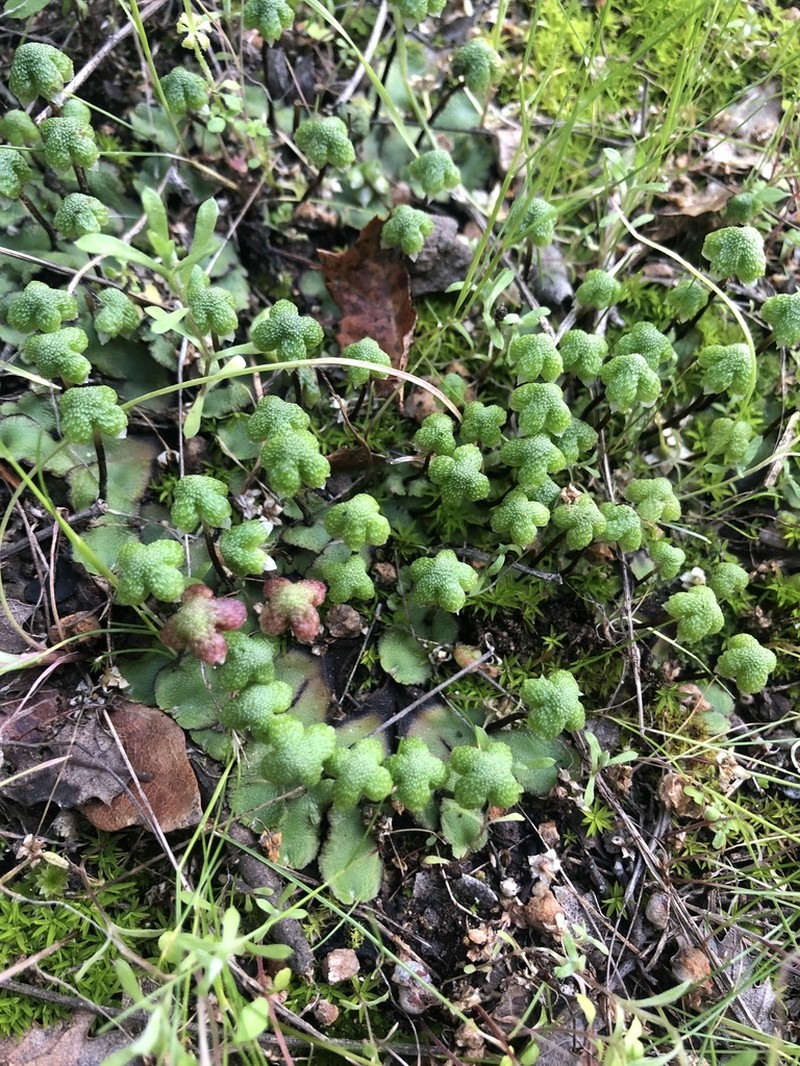 Asterella californica photo 3