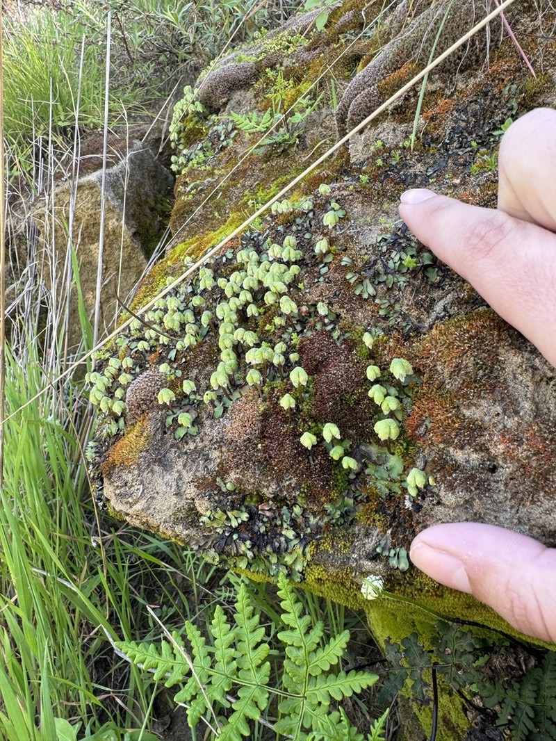 Asterella californica photo 4