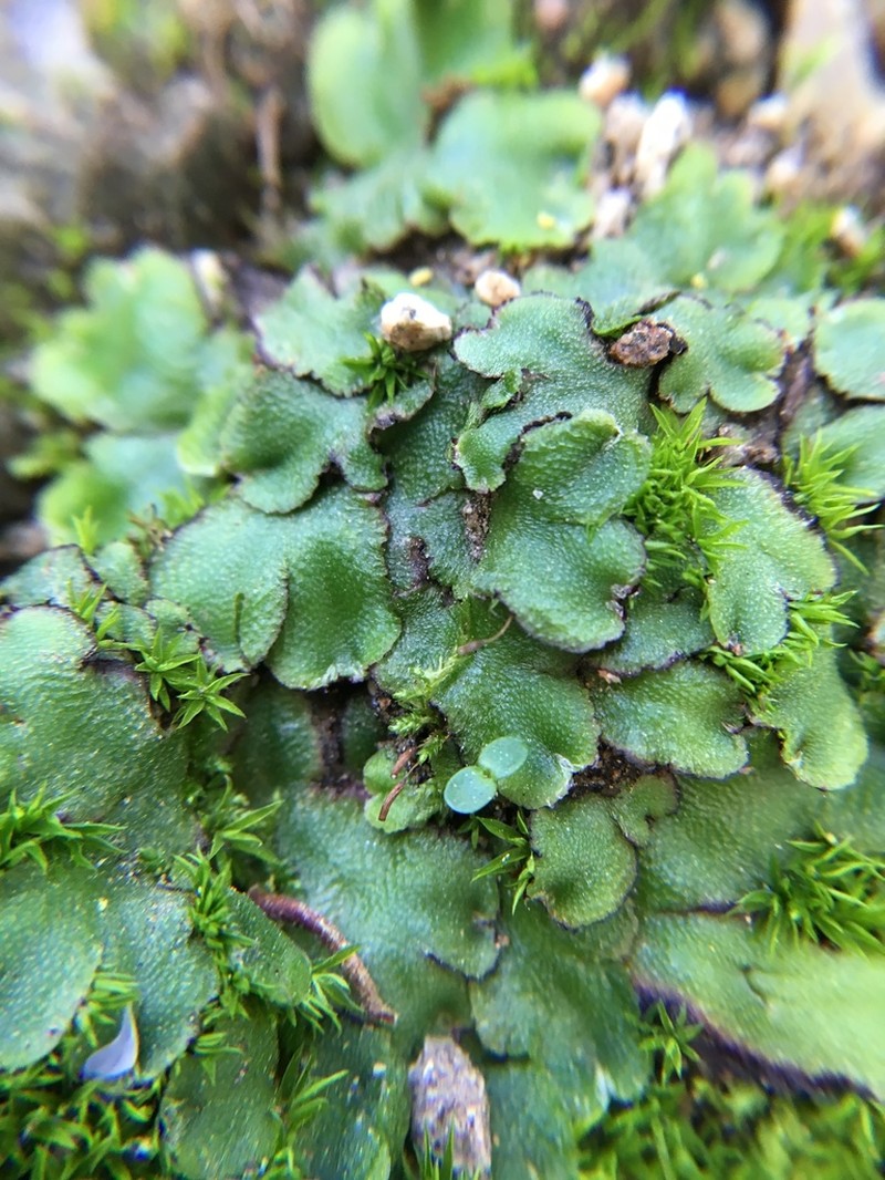 Asterella californica photo 5