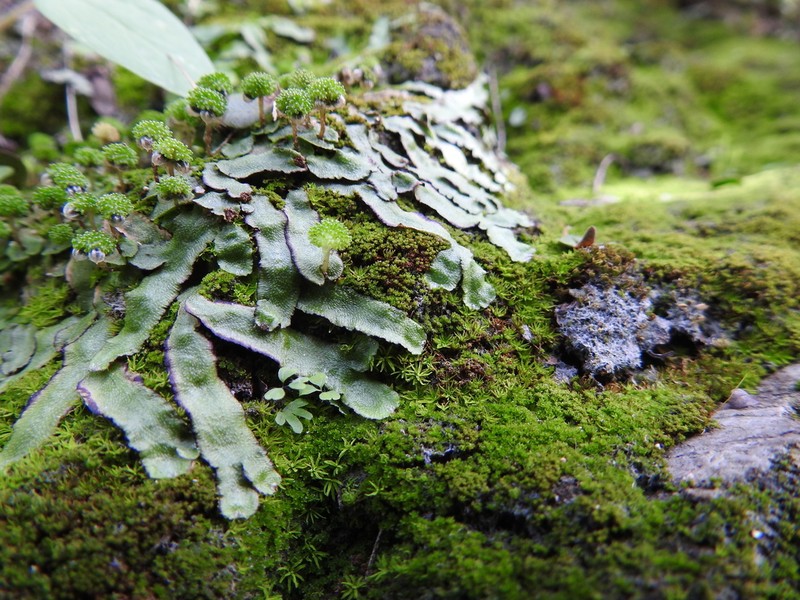 Asterella echinella