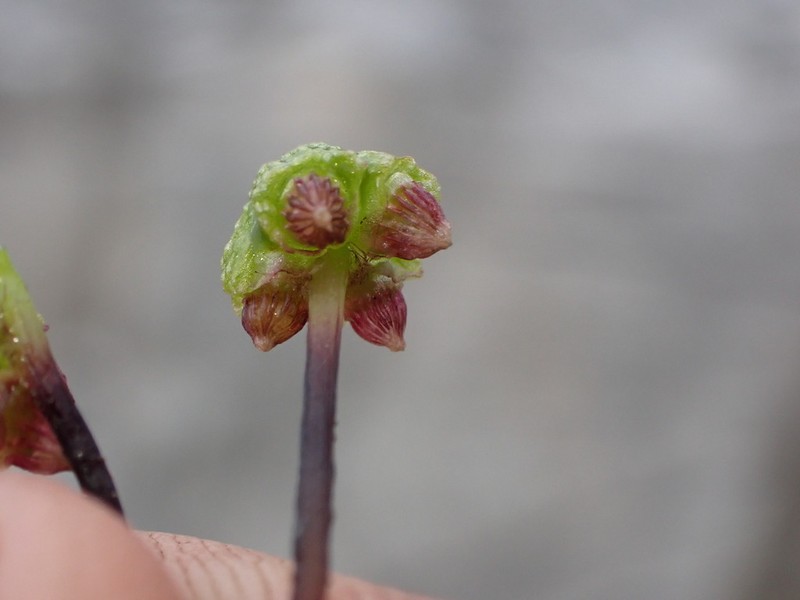 Asterella lindenbergiana