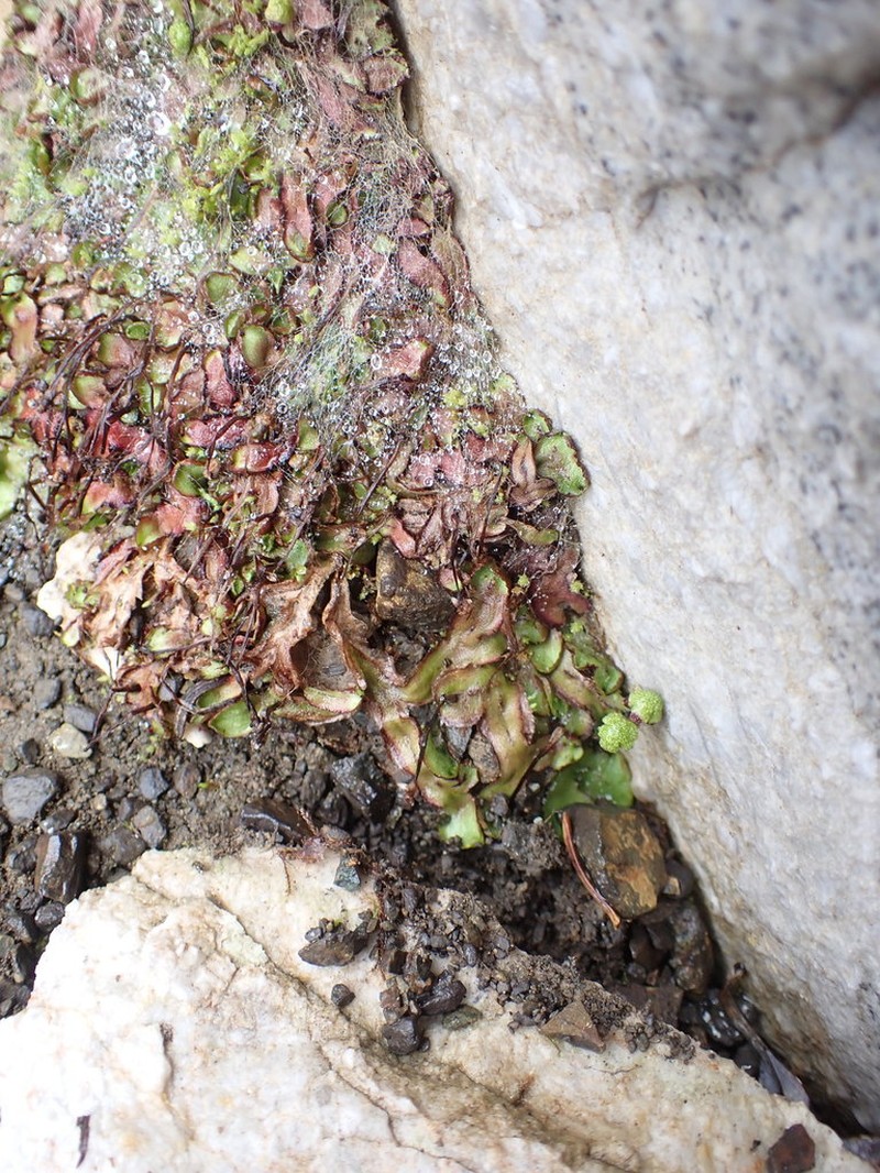 Asterella lindenbergiana photo 2