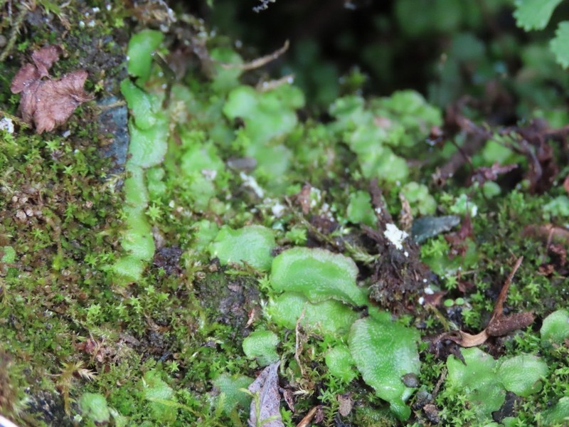Asterella lindenbergiana photo 3