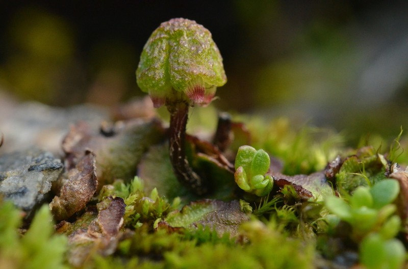 Asterella lindenbergiana photo 4