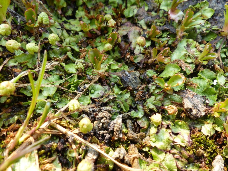 Asterella lindenbergiana photo 5