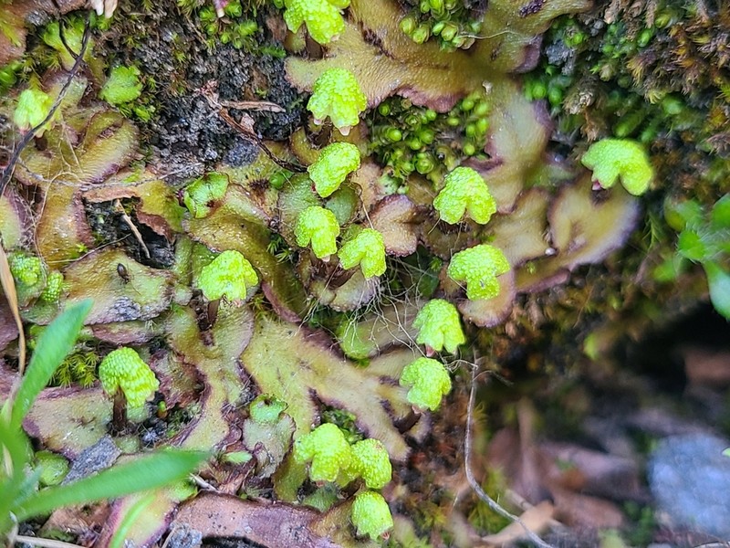 Asterella lindenbergiana photo 6