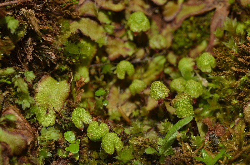 Asterella lindenbergiana photo 7