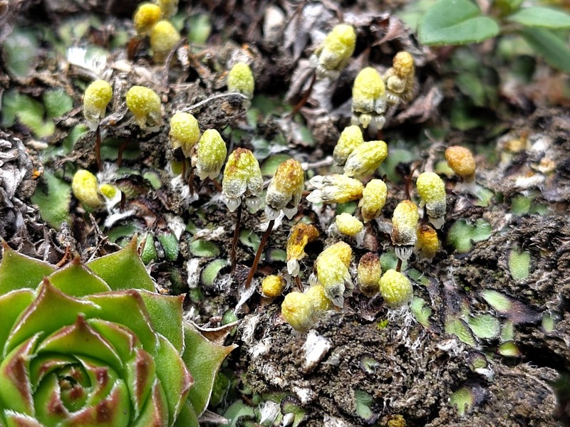 Asterella saccata