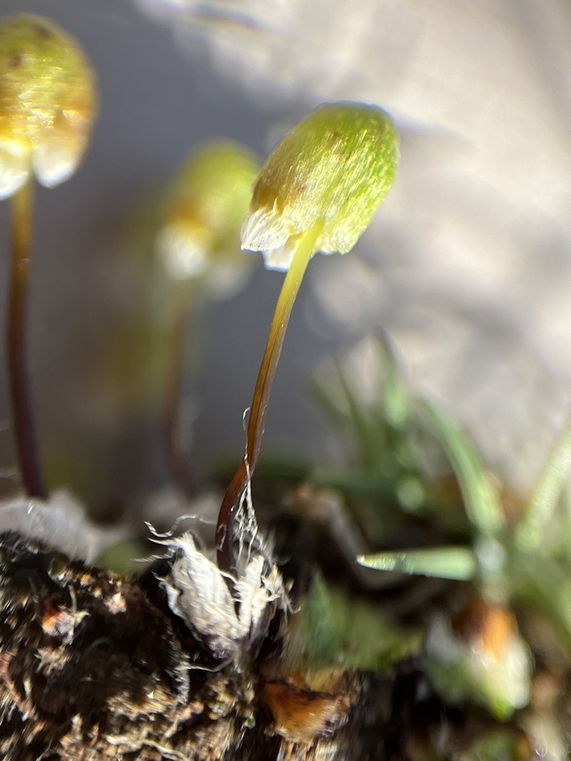 Asterella saccata photo 2