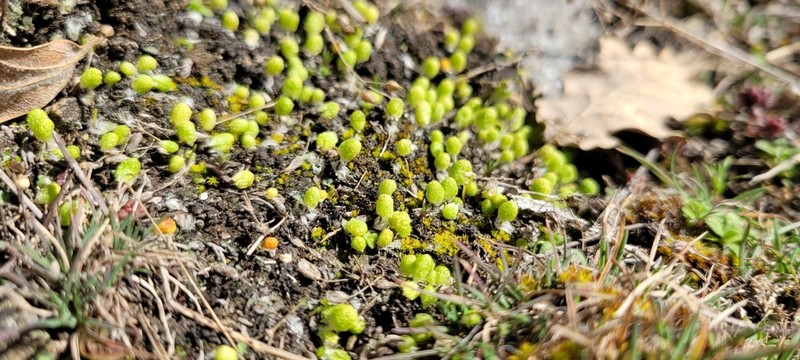 Asterella saccata photo 3