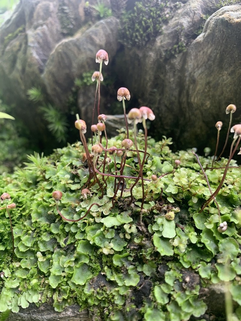 Asterella tenella
