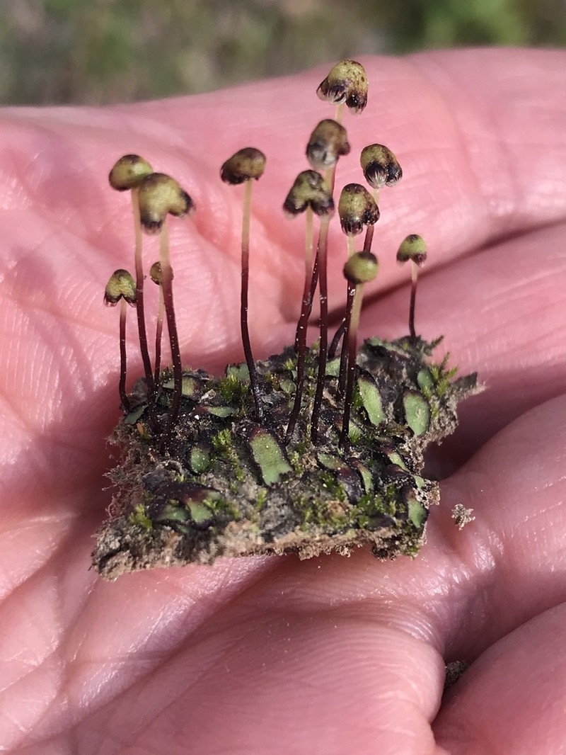 Asterella tenella photo 2