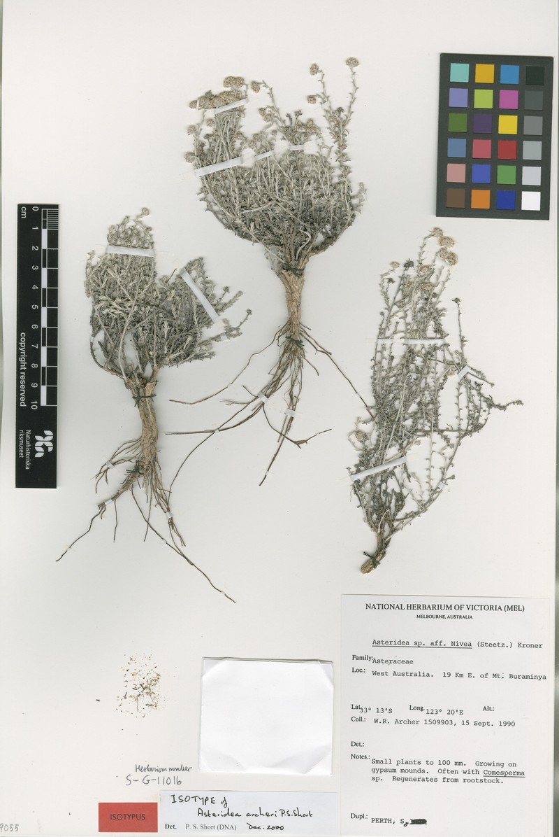 Asteridea archeri