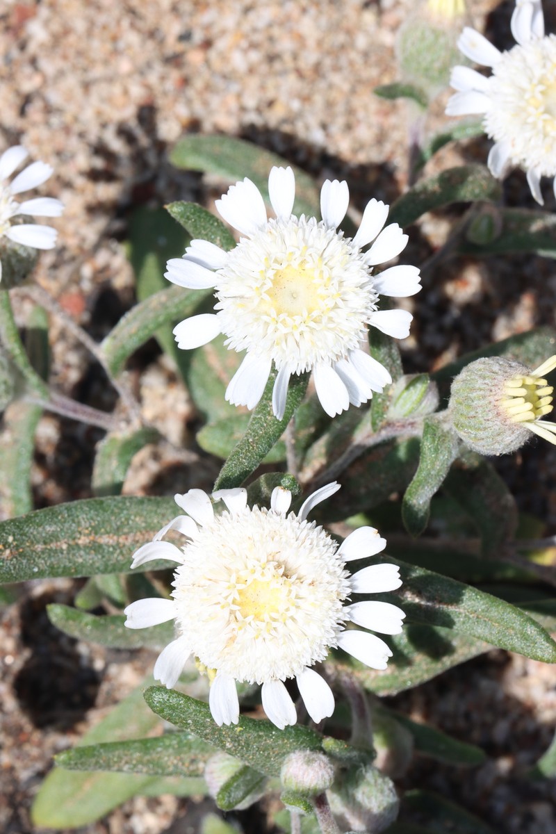 Asteridea asteroides photo 4