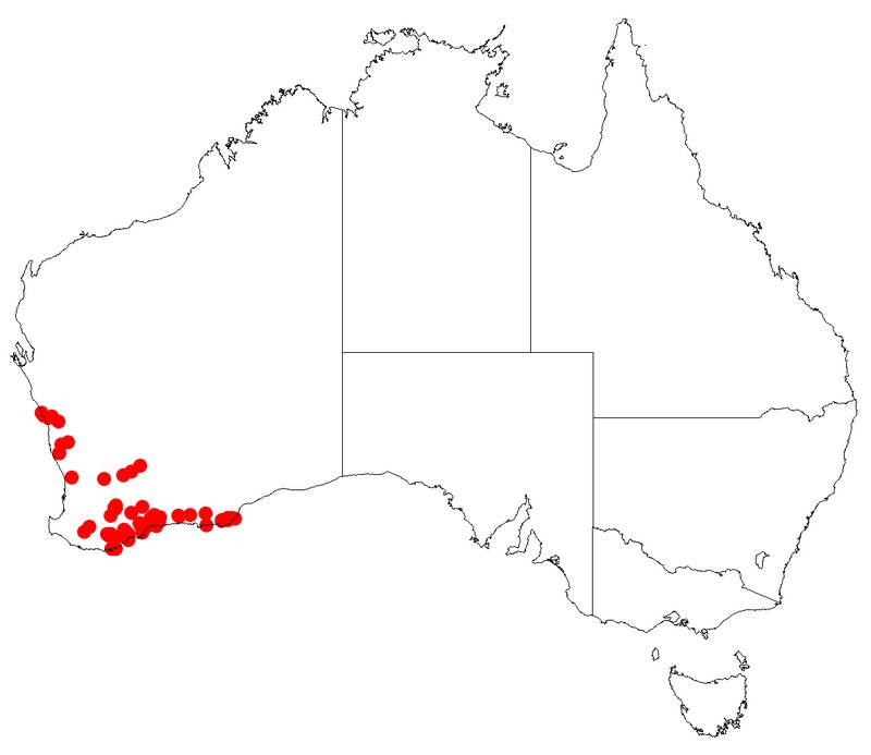 Asteridea asteroides