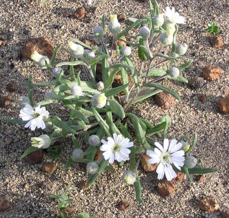 Asteridea asteroides photo 2