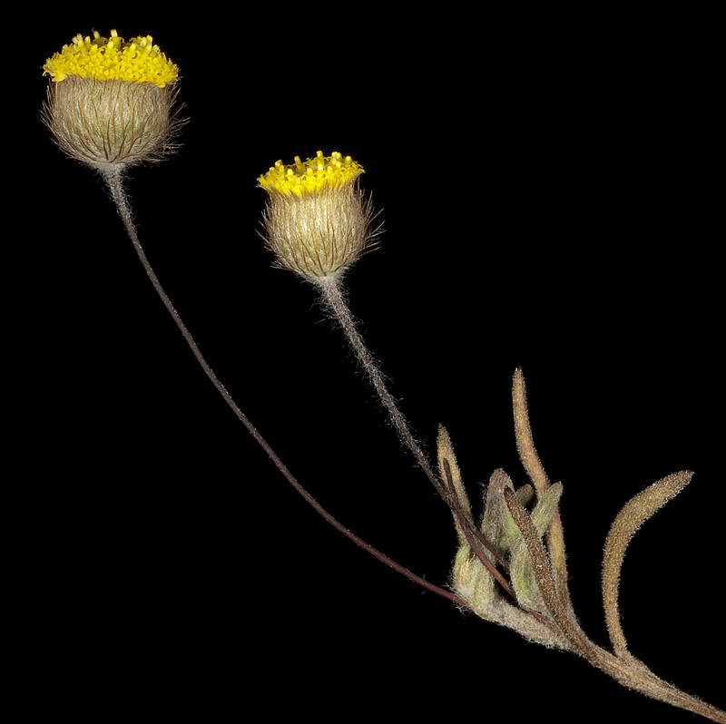Asteridea athrixioides