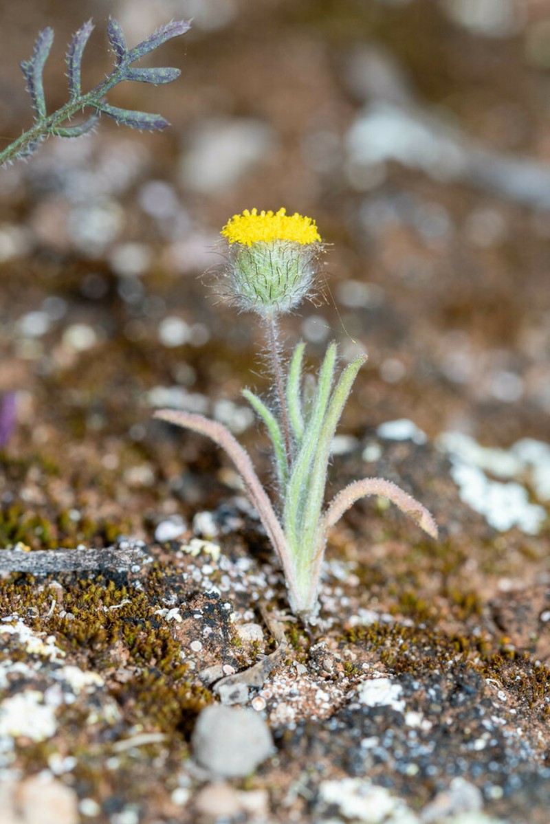 Asteridea athrixioides photo 4