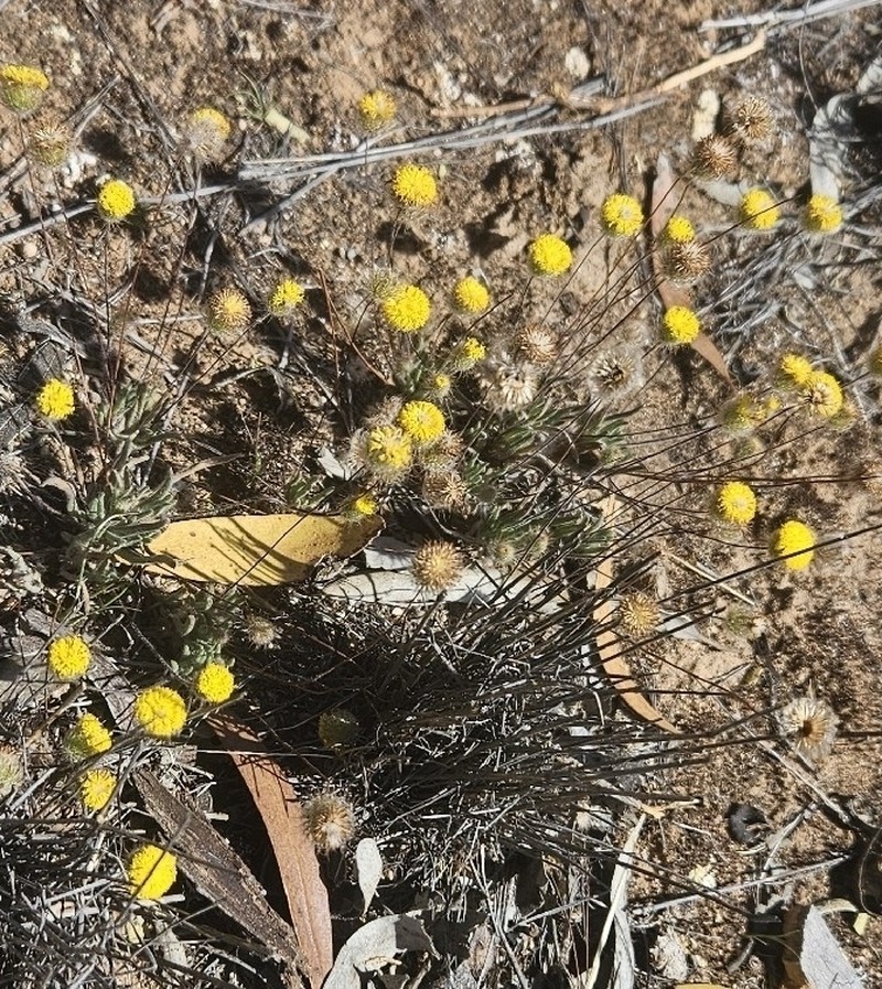 Asteridea athrixioides photo 5