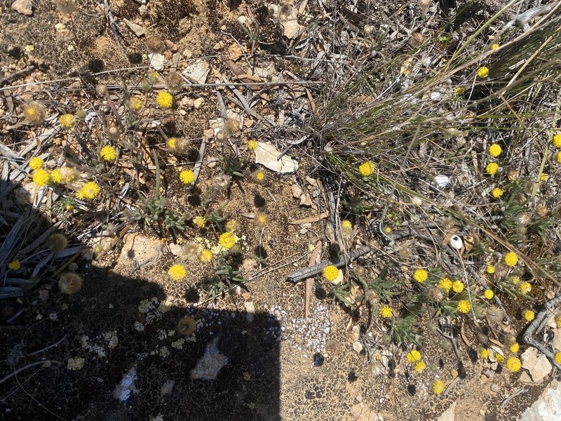 Asteridea athrixioides photo 6