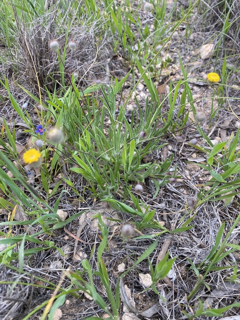 Asteridea athrixioides photo 7