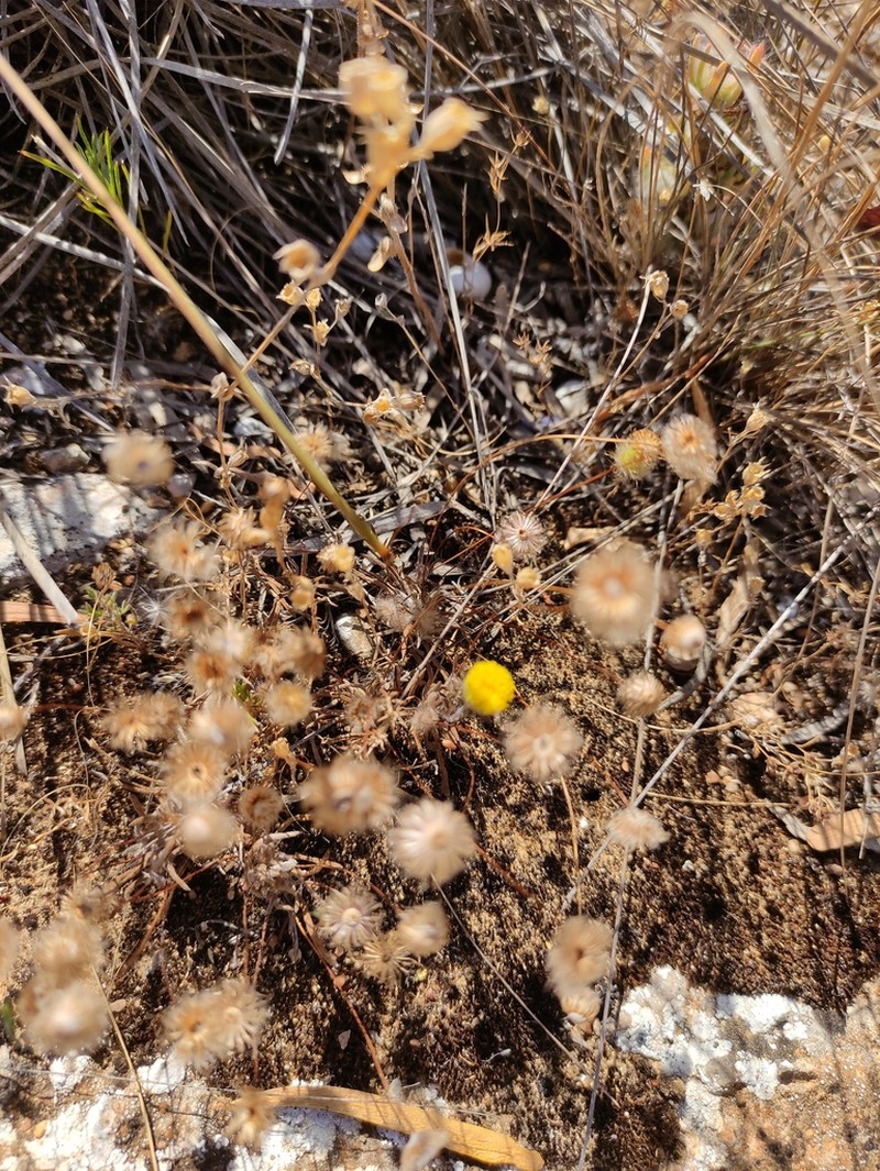 Asteridea athrixioides photo 2