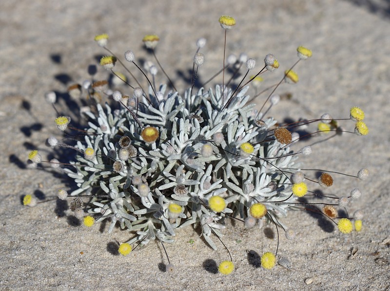 Asteridea chaetopoda photo 4