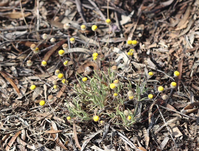 Asteridea chaetopoda photo 6