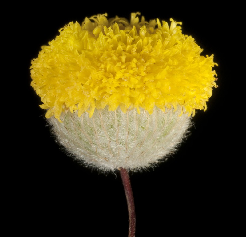 Asteridea chaetopoda