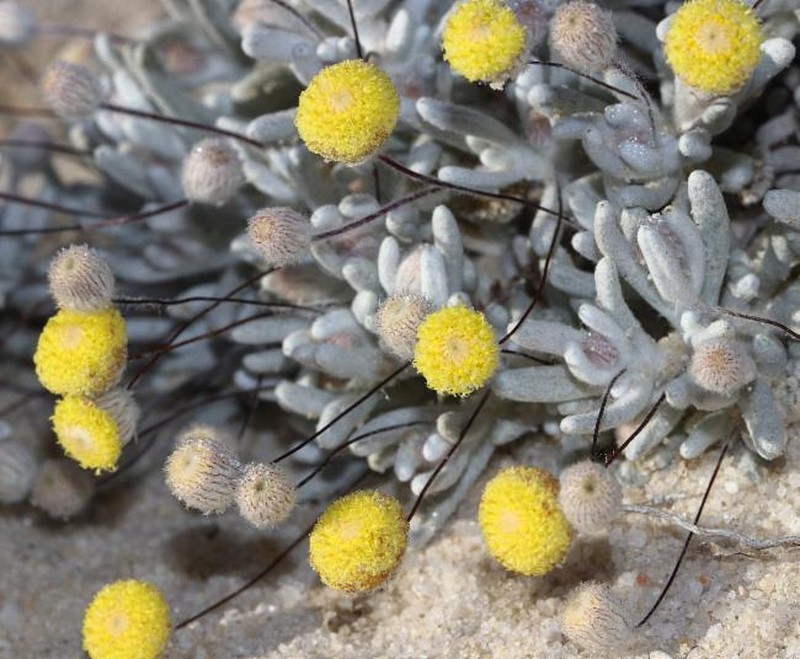 Asteridea chaetopoda photo 3
