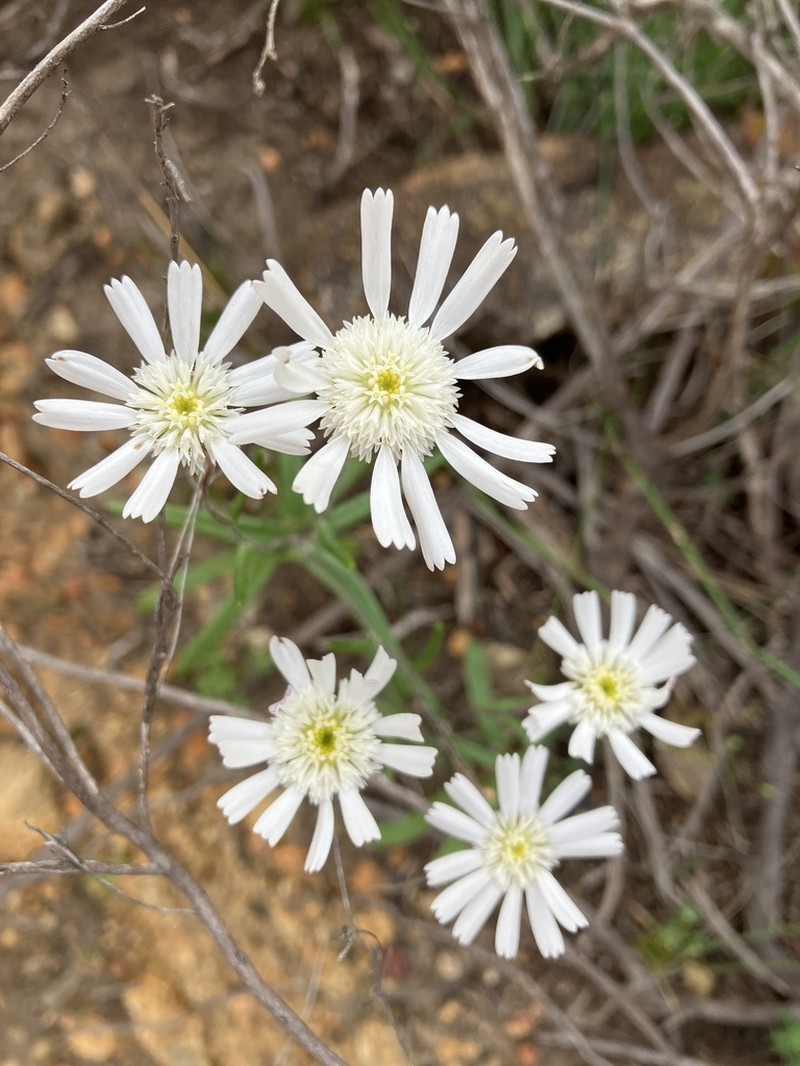 Asteridea gracilis photo 2