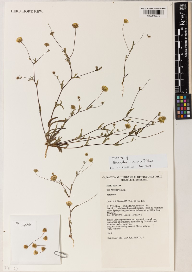 Asteridea morawana photo 2