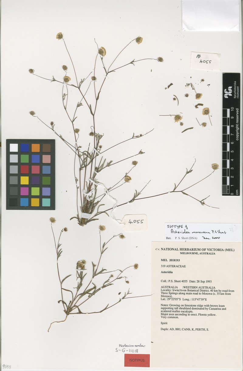 Asteridea morawana photo 3