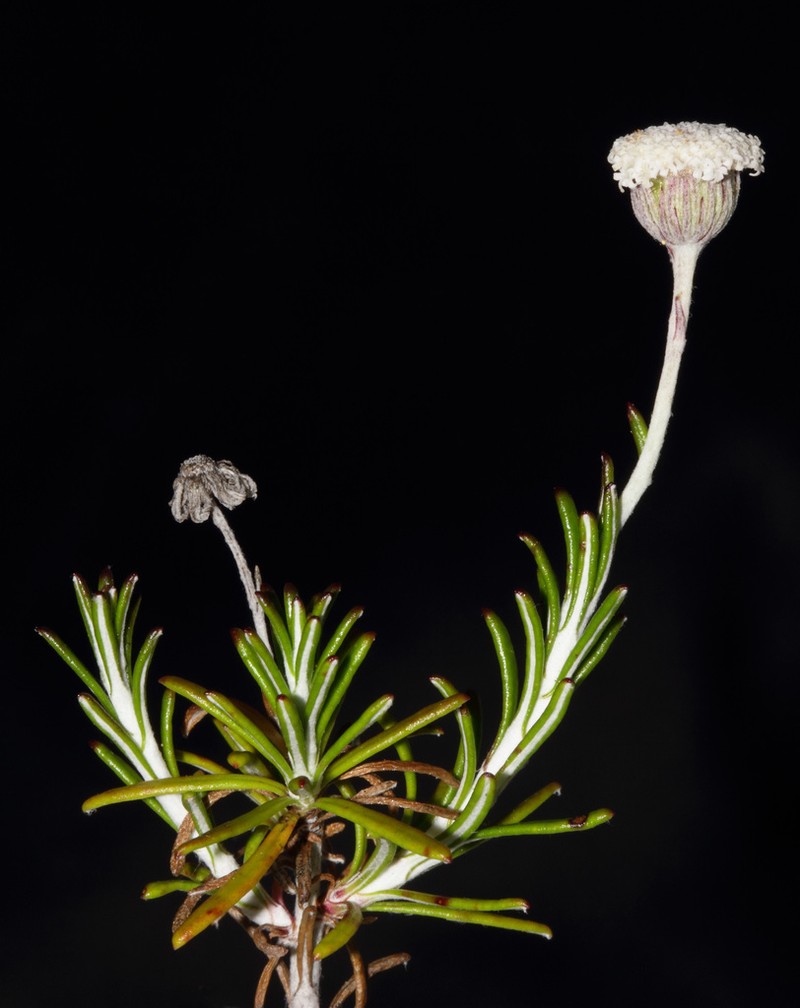 Asteridea nivea photo 3