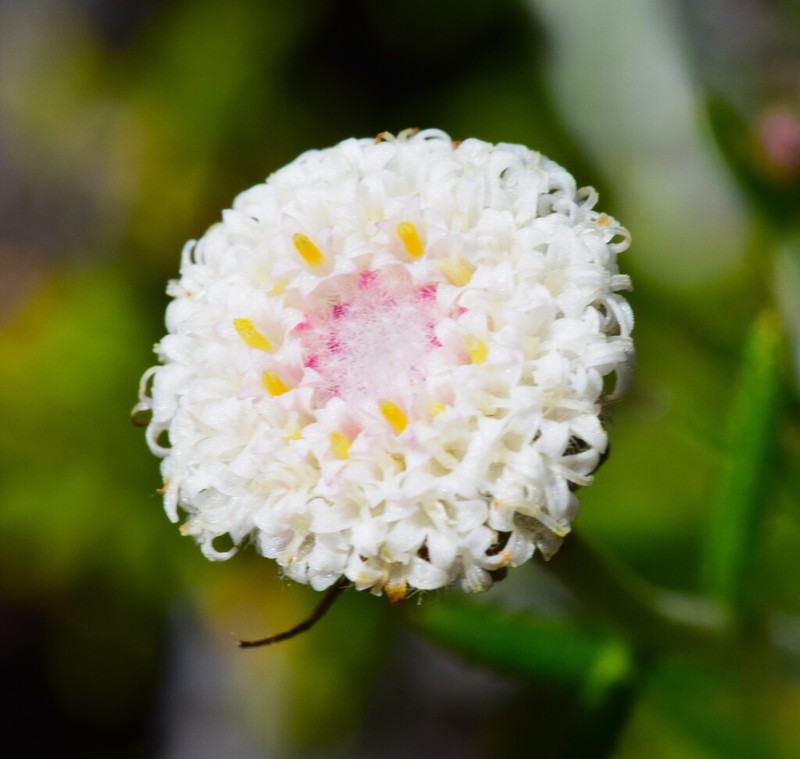 Asteridea nivea photo 5